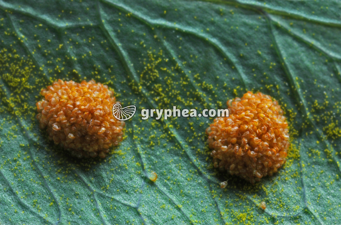 Sores, sporanges et spores - gryphea.org